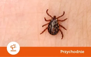 Afrykańskie kleszcze w Polsce - jak wyglądają i co robić w razie ukąszenia?